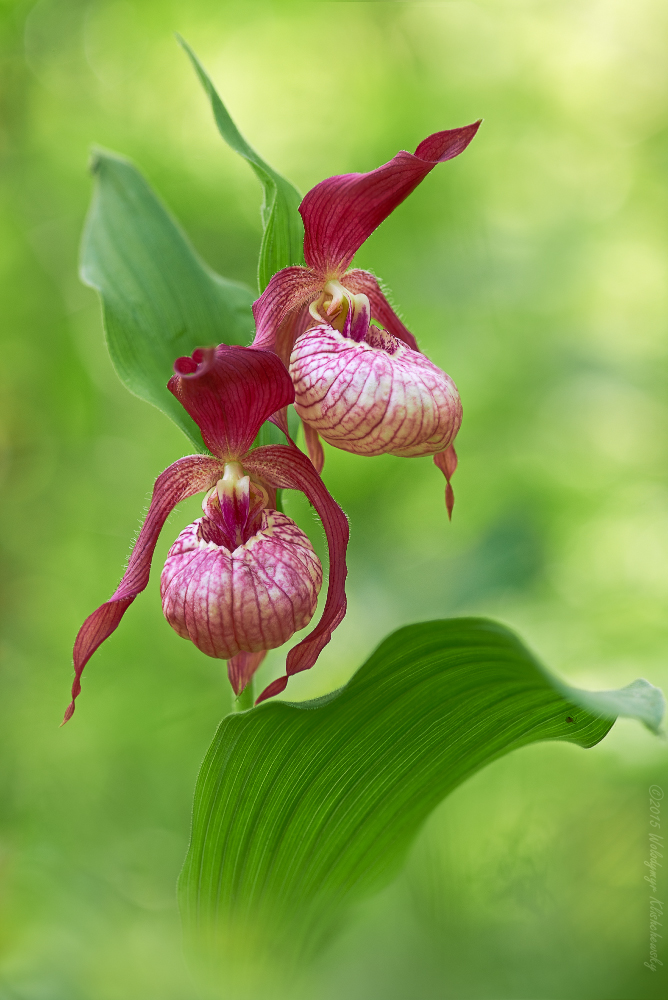 Cypripedium x ventricosum