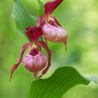 Cypripedium x ventricosum