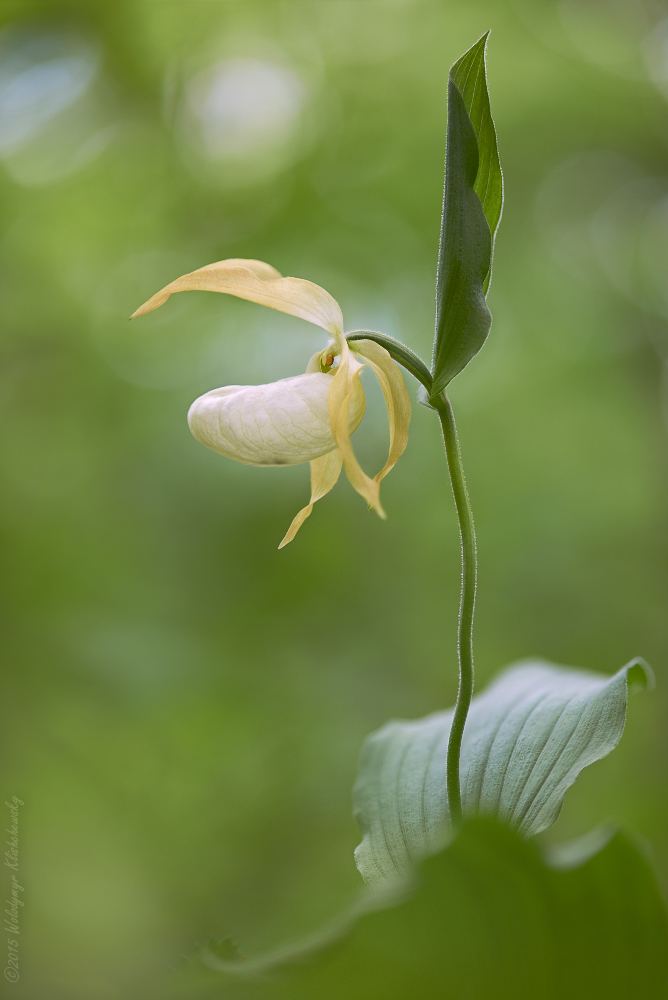 Cypripedium x ventricosum, weiß