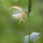 Cypripedium x ventricosum, weiß