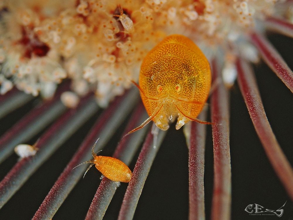 Cyproideidae sp. Foto & Bild sea, meer, natur Bilder auf