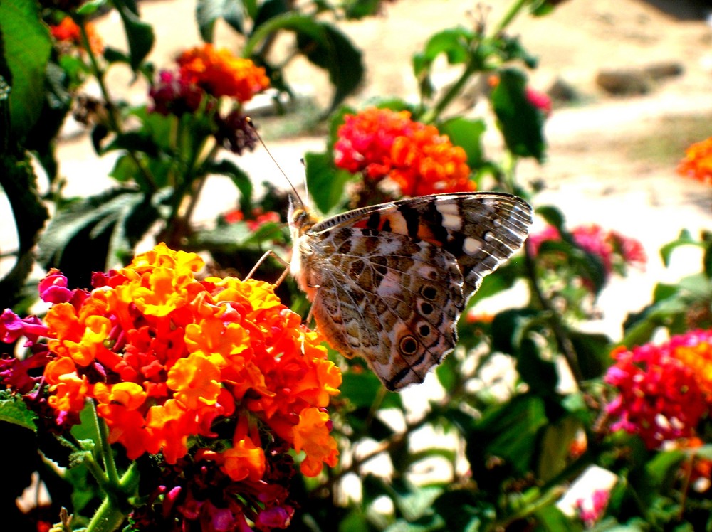 Cyprus Butterfly