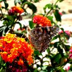 Cyprus Butterfly