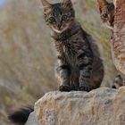 cyprus cats 1