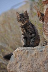 cyprus cats 1