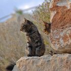 cyprus cats 2