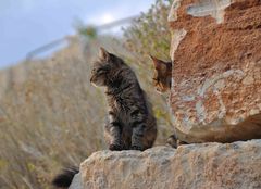 cyprus cats 2