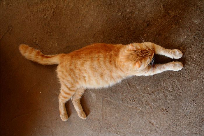 Cypruscat03