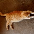 Cypruscat03