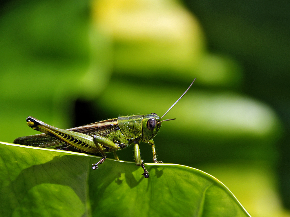 Cyrtacanthacris aeruginosa oder Green Tree Locust