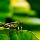 Cyrtacanthacris aeruginosa oder Green Tree Locust