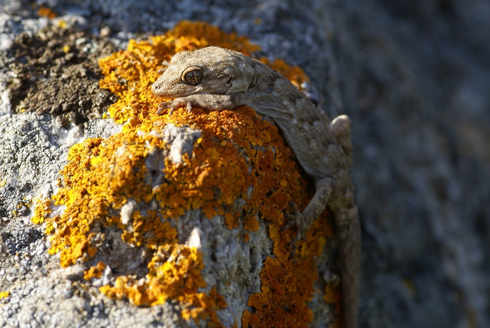 Cyrtopodion kotschyi saronicus auf der Insel Milos