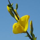 Cytisus