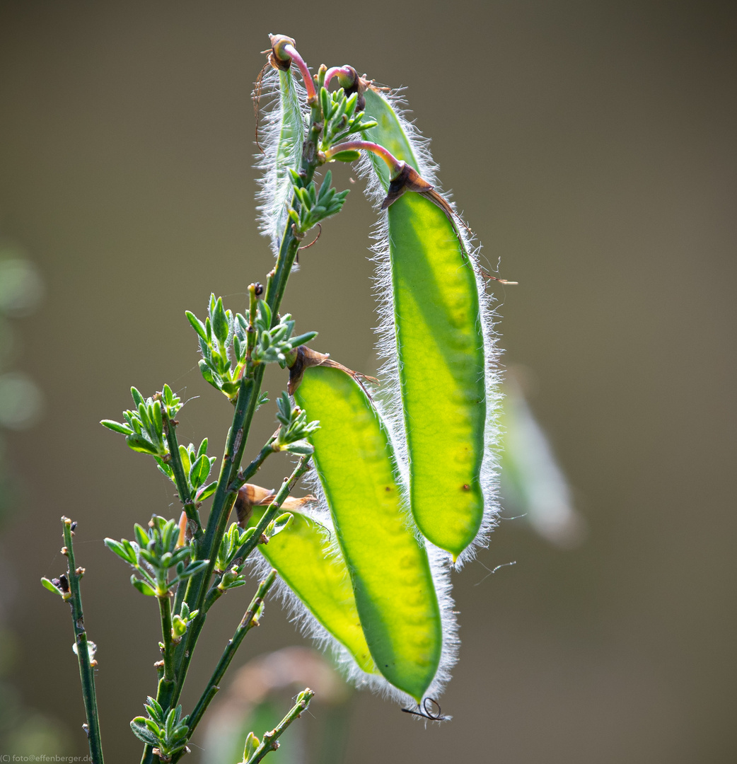 Cytisus scoparius - Besenginster