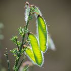 Cytisus scoparius - Besenginster