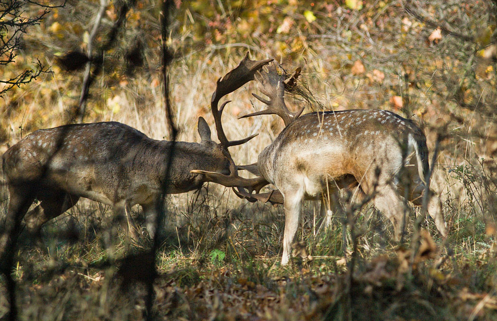 CZ. Prunéøov wildpark