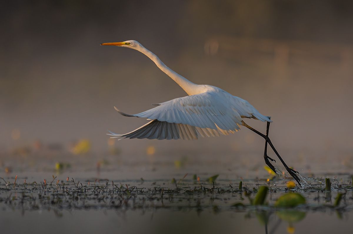 Czapla biala (Egretta alba)