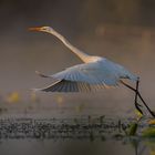 Czapla biala (Egretta alba)