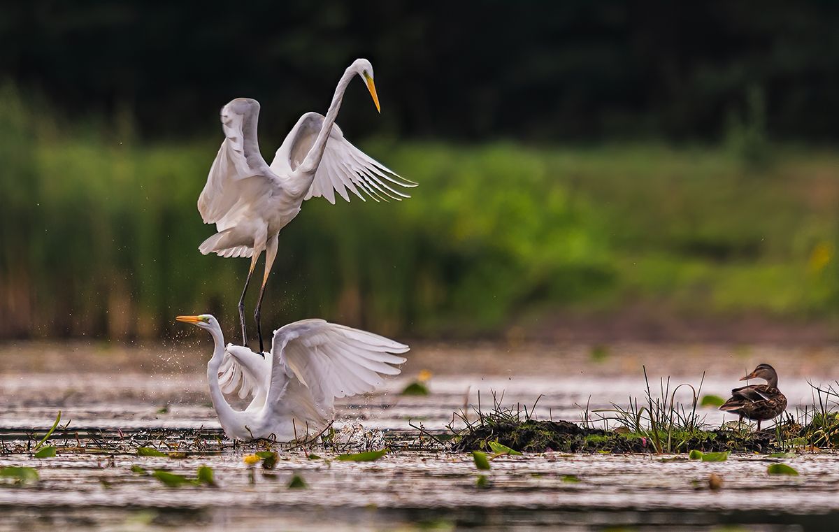 Czapla biala  (Egretta alba)