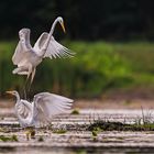 Czapla biala  (Egretta alba)