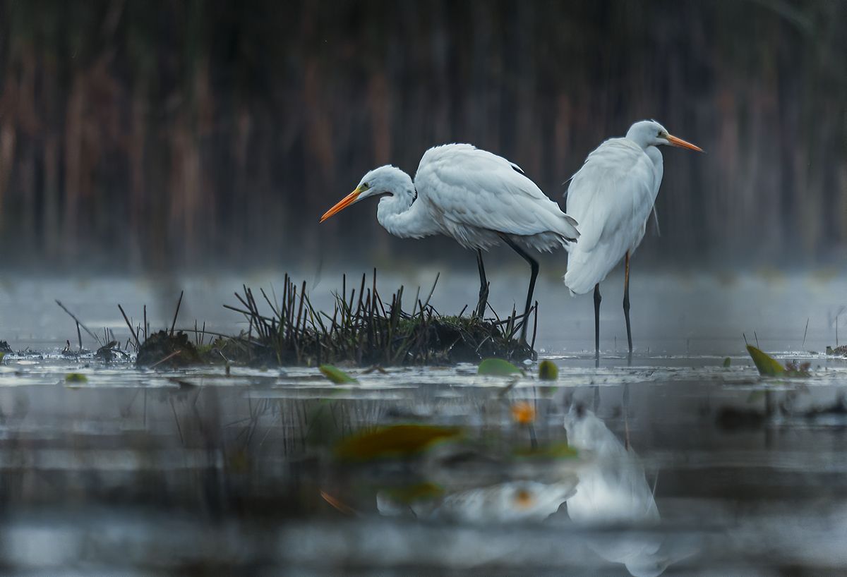 Czapla biala   (Egretta alba)