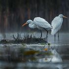 Czapla biala   (Egretta alba)