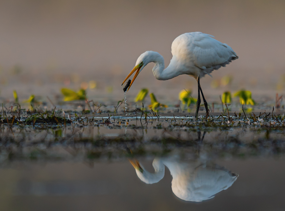 Czapla biala (Egretta alba)