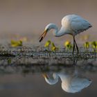 Czapla biala (Egretta alba)