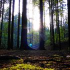 Czech Forrest