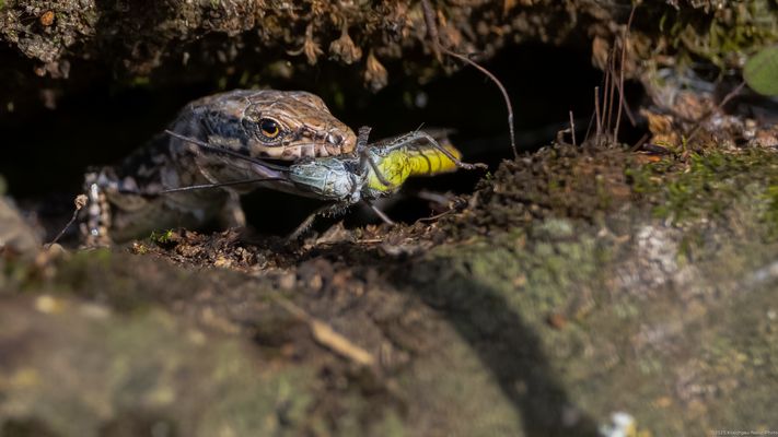 . . d a s . f e s t m a h l . .