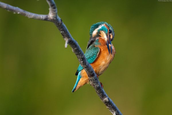 d a s . g e f i e d e r . p f l e g e n 