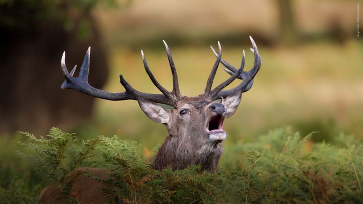 d a s . g r o ß m a u l 