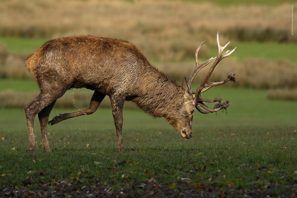 d a s . I M P O N I E R G E H A B E . . vom . . P L A T Z H I R S C H