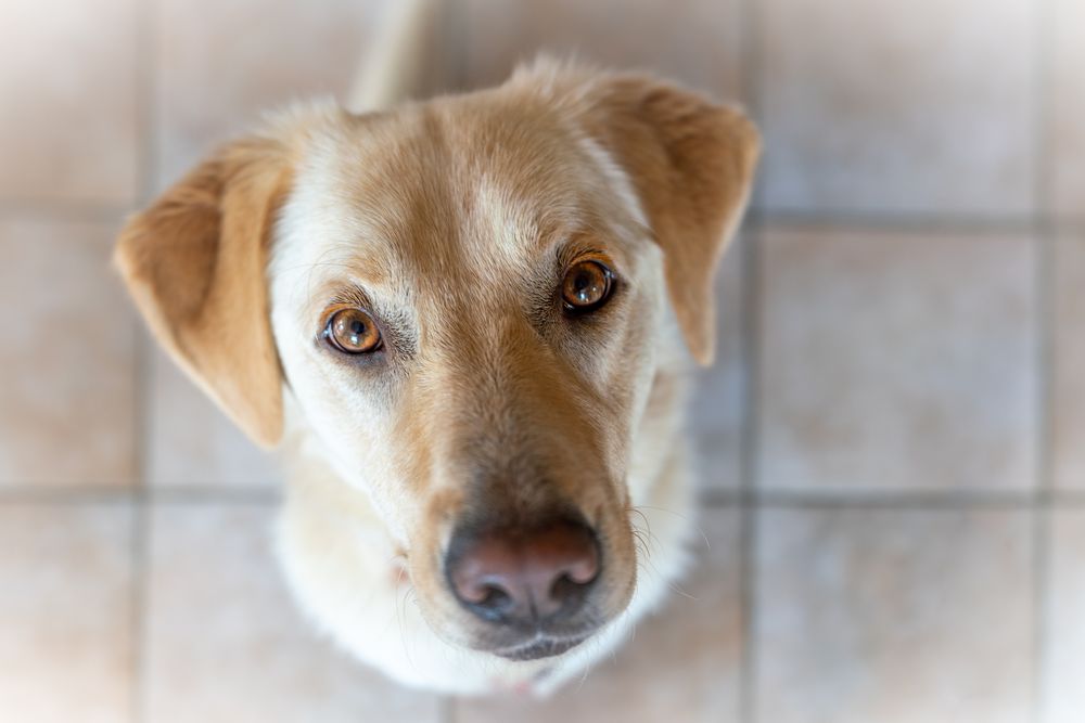 Hunde Dokumentation Hunde Dokumentation