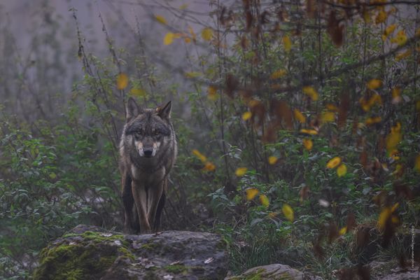 . . d a s . n e b e l g r a u . u n d . d e r . g r a u e . i m . n e b e l . .