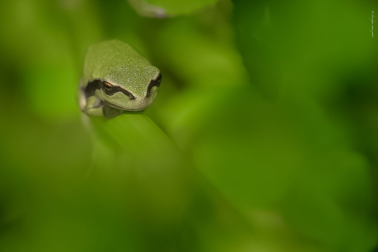 d a s . t r ä u m e r l e 