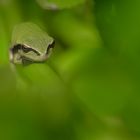 d a s . t r ä u m e r l e