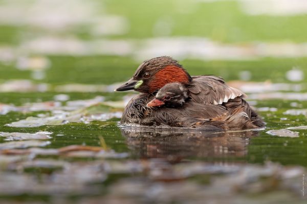 „ d a s . w o h l . b e s t e . t a x i . d e r . w e l t “