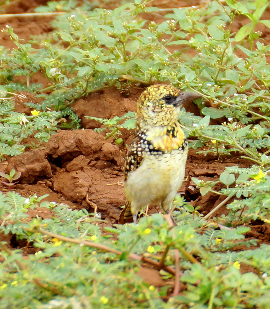 D` Arnauds` Barbet Vogel