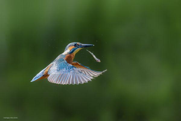 . . . „ D AS . . . U u P P p s “ . . . 