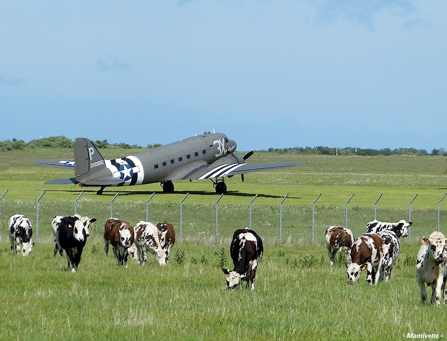 D DAY et les vaches Normandes