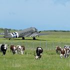 D DAY et les vaches Normandes