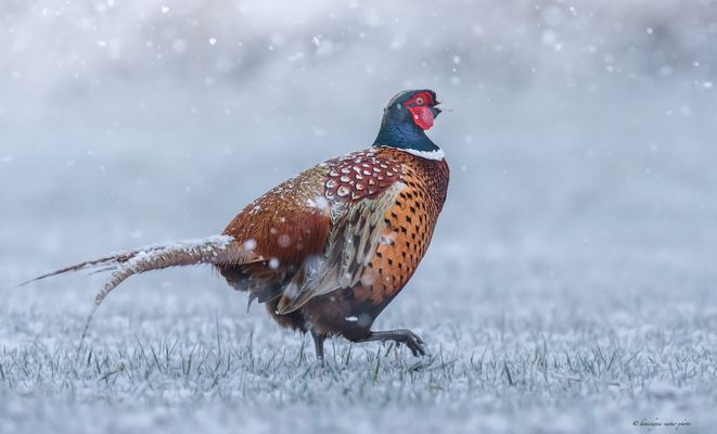 d e r . a b g a n g . v o m . s c h n e e . v o n . g e s t e r n