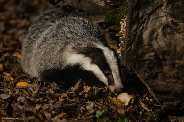 d e r . a p f e l s c h n i t z 