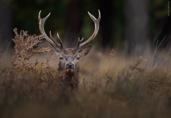 ___ d e r _°¥° _ A U G E N b l i c k ___