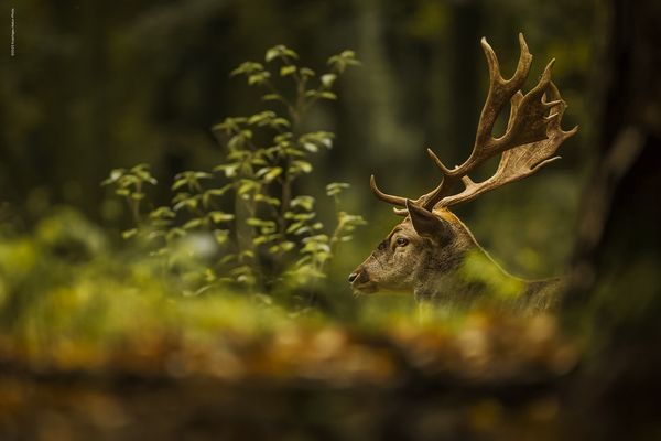 d e r . C h e f S c h a u f l e r 