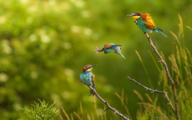 __ „ d e r _ d i s t e l f a l t e r “