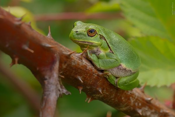 d e r . f a k i r y o g i . — „ o o o m m “