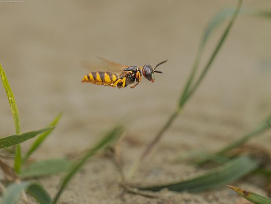 d e r . f l u g . d e s . A P I S . L U P O