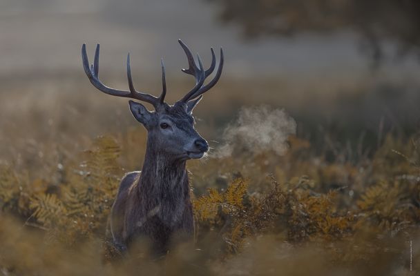 d e r . f r i s c h e . O d e m . d e s . H e r b s t ' s 